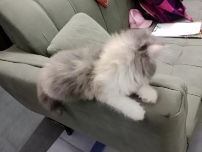 Persian calico kitten — photo 3