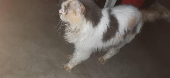 female persian