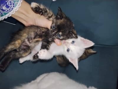 single coat persian kittens
