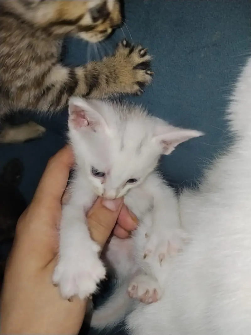 single coat persian kittens — photo 2