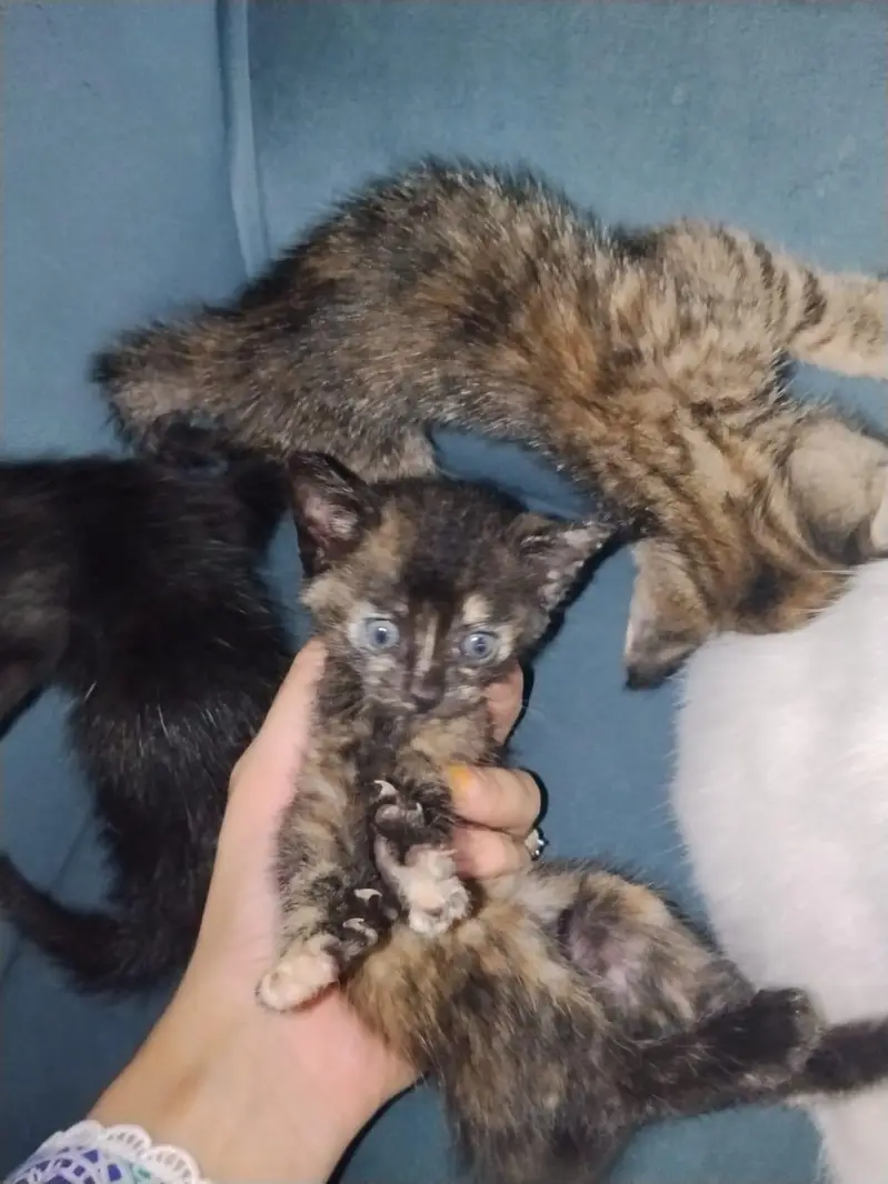 single coat persian kittens — photo 3