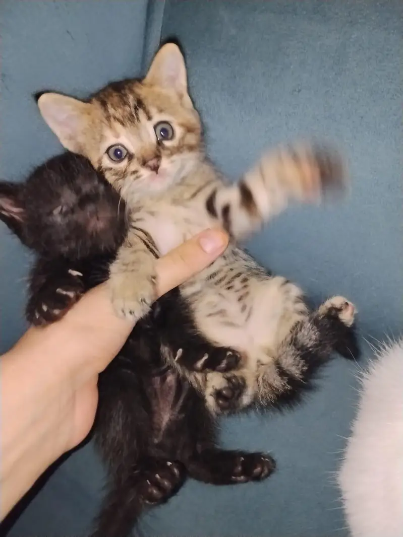 single coat persian kittens — photo 4