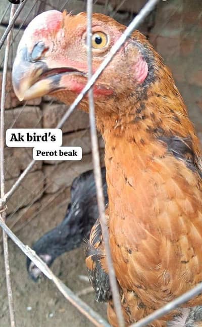Perot beak