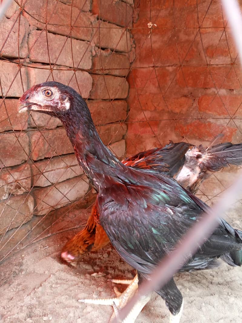 Perot beak 2
