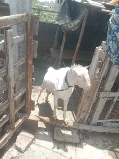 White teeda bakra 4 theet or 3 bakriya