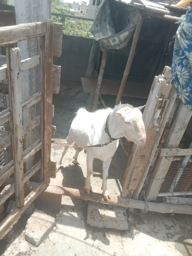 White teeda bakra 4 theet or 3 bakriya