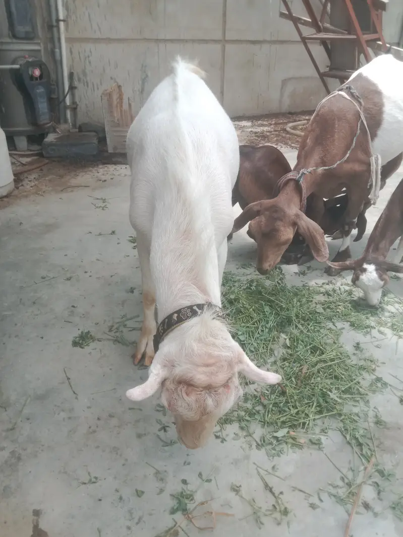 White teeda bakra 4 theet or 3 bakriya — photo 4