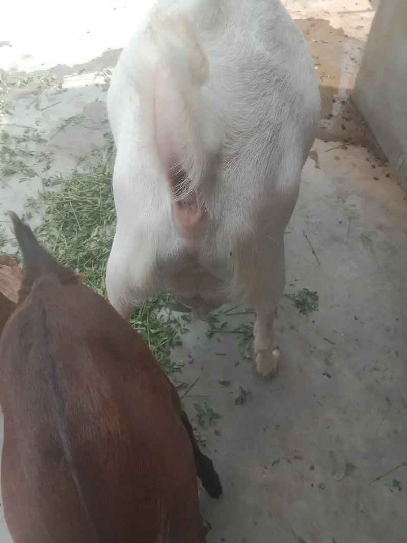 White teeda bakra 4 theet or 3 bakriya — photo 5