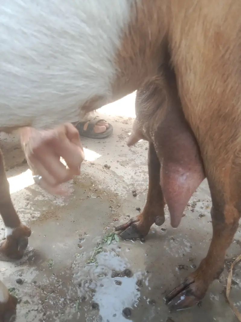 White teeda bakra 4 theet or 3 bakriya — photo 6