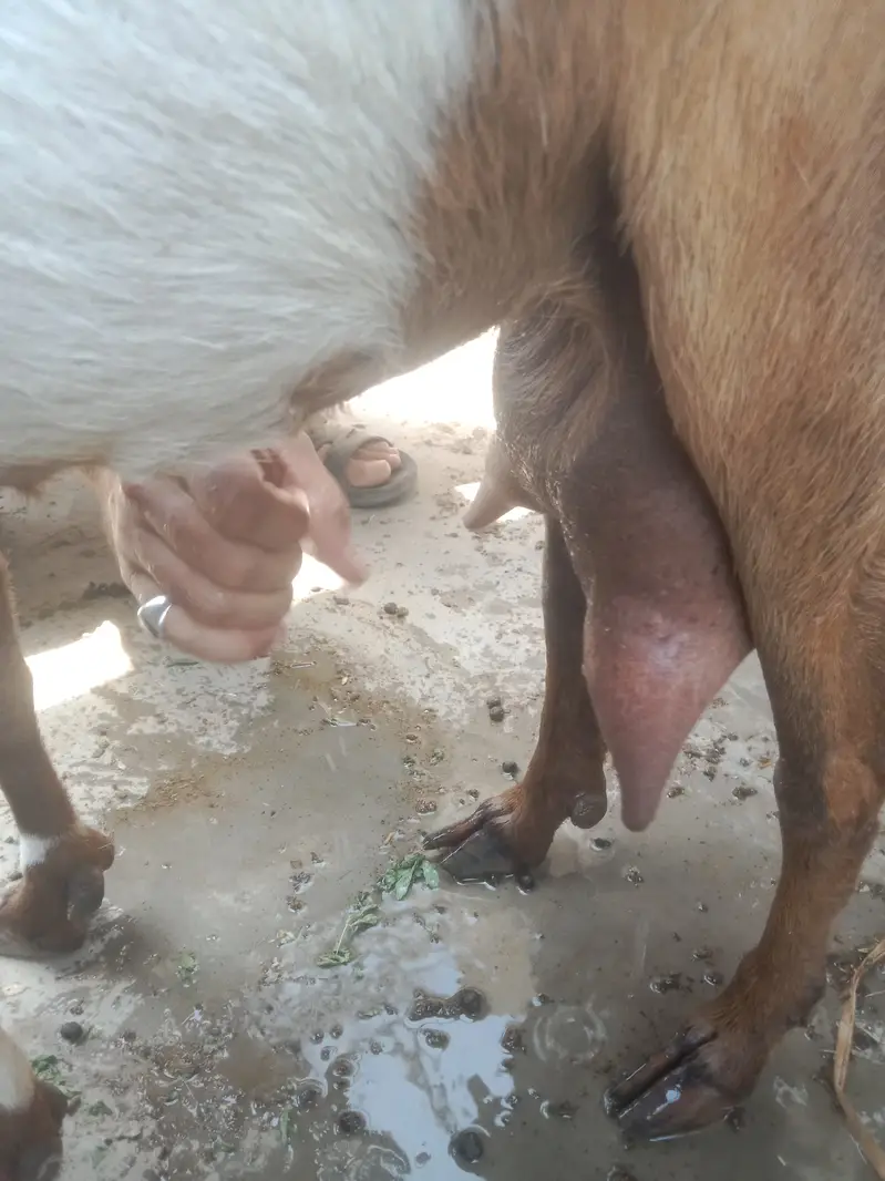 White teeda bakra 4 theet or 3 bakriya — photo 7