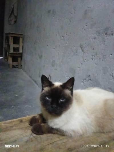 Persian cat