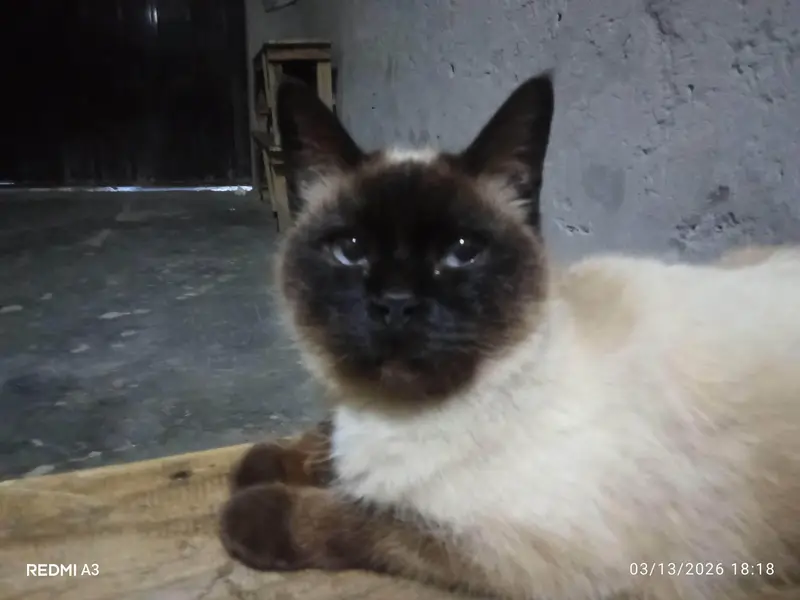 Persian cat — photo 2