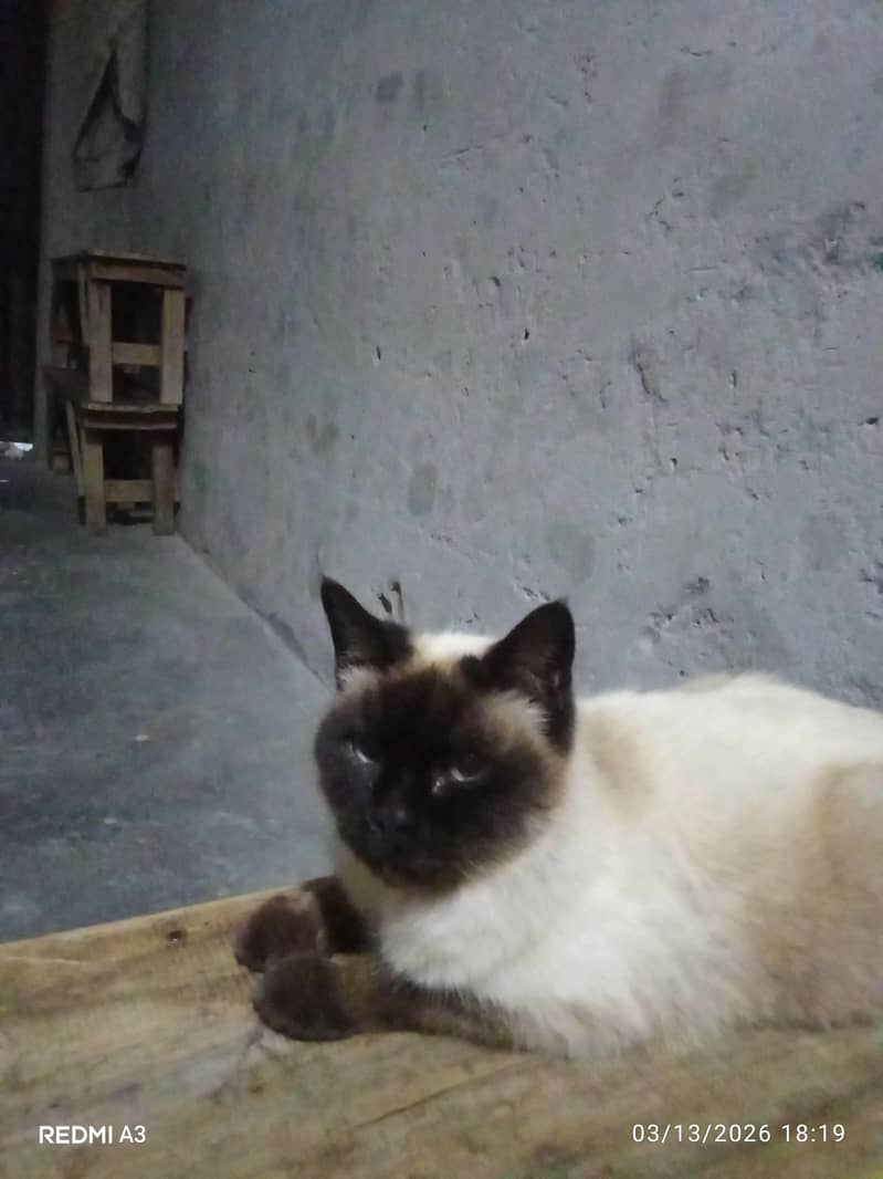 Persian cat 2