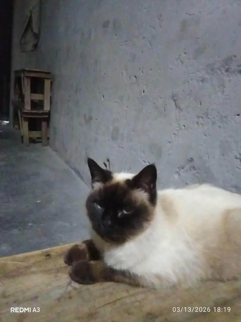 Persian cat — photo 3