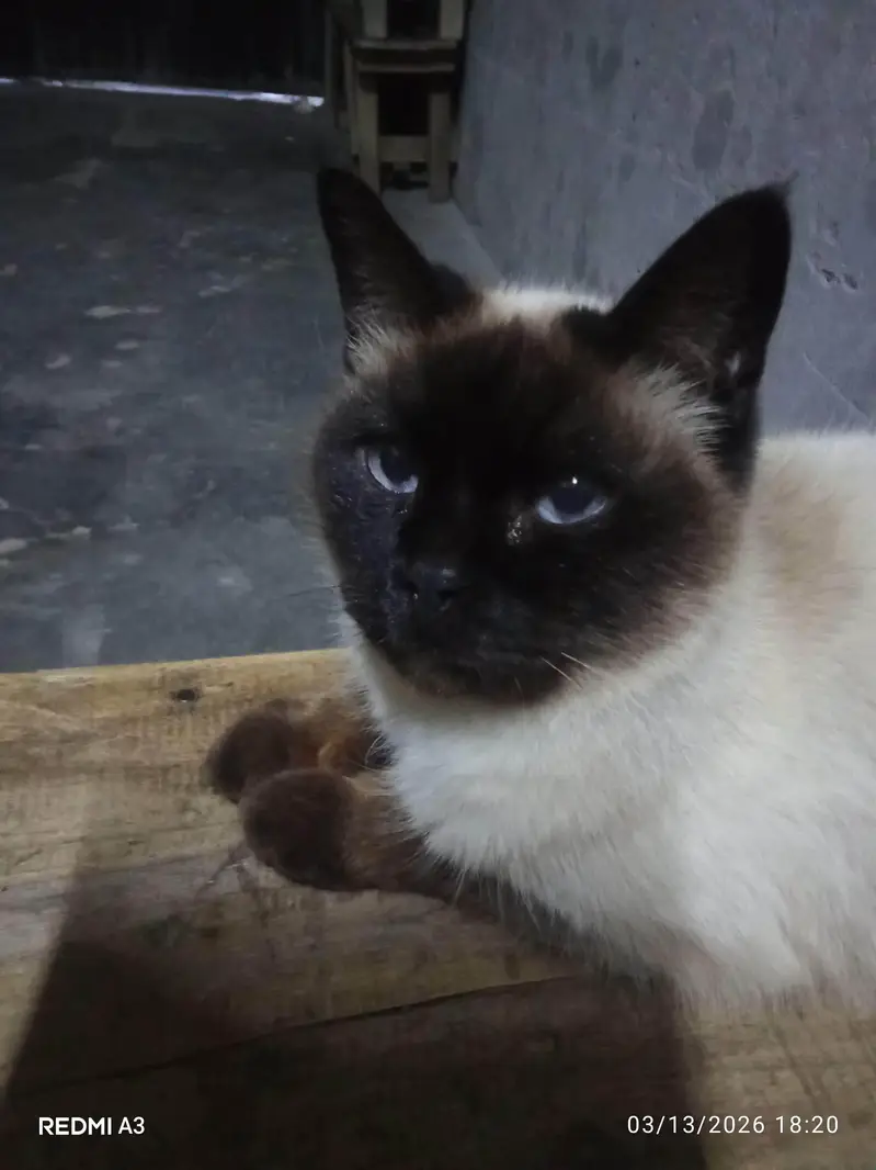 Persian cat — photo 4