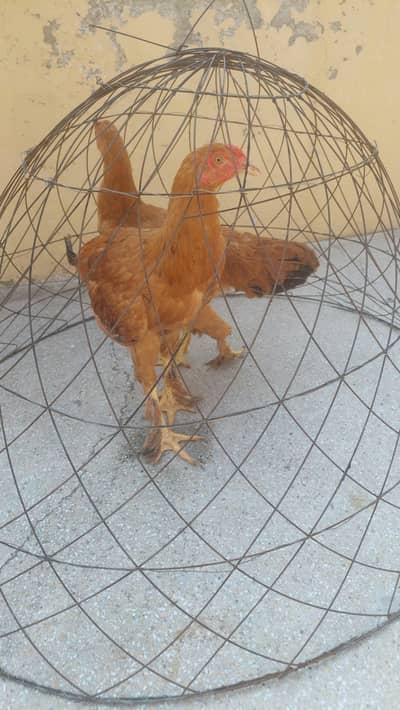 2 Golden Heavy Buff Chicks – 5 Months Old – Healthy & Beautiful