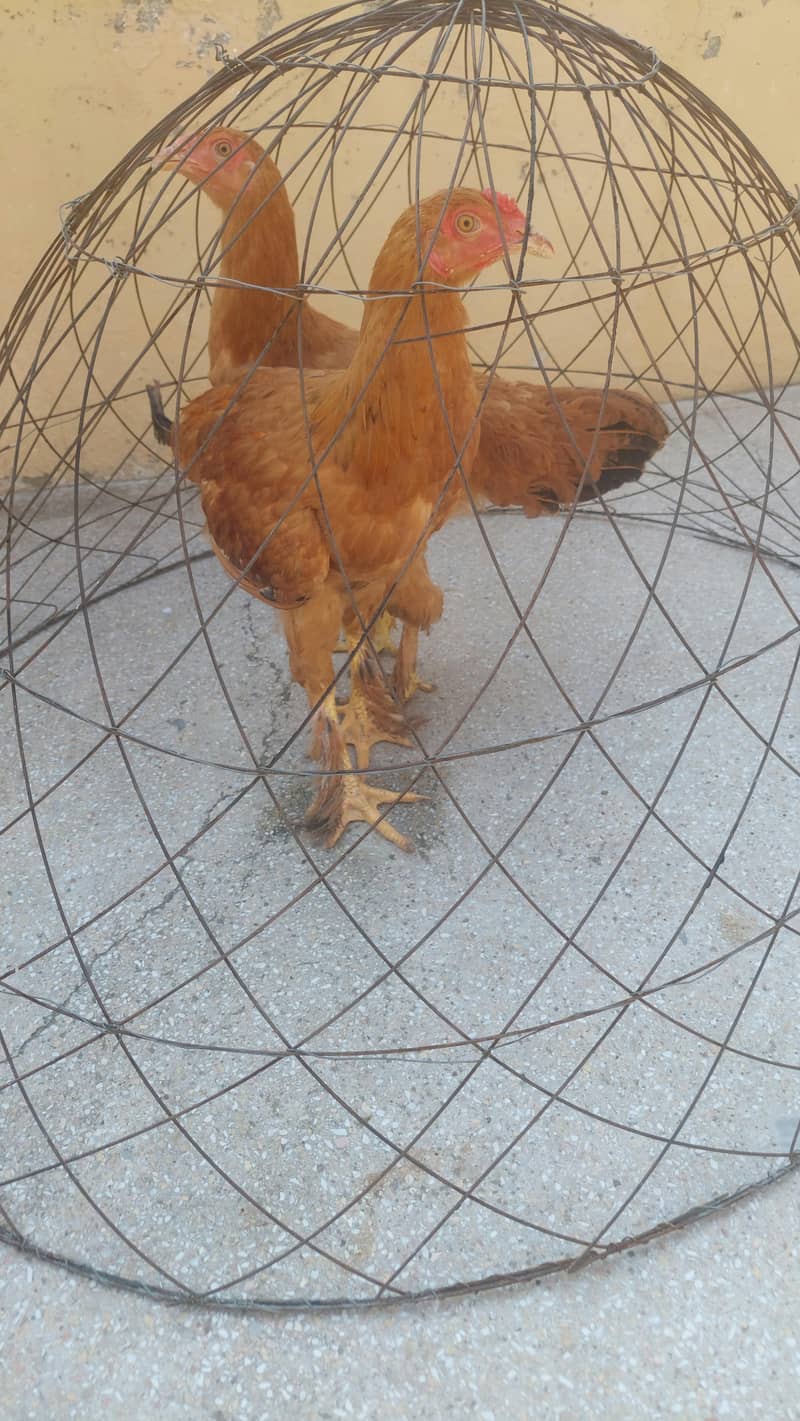 2 Golden Heavy Buff Chicks – 6 Months Old – Healthy & Beautiful 1