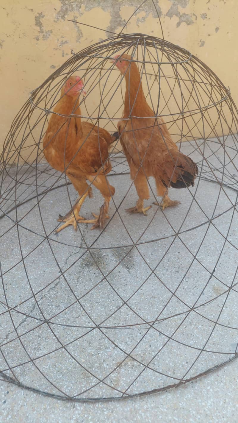 2 Golden Heavy Buff Chicks – 6 Months Old – Healthy & Beautiful 2