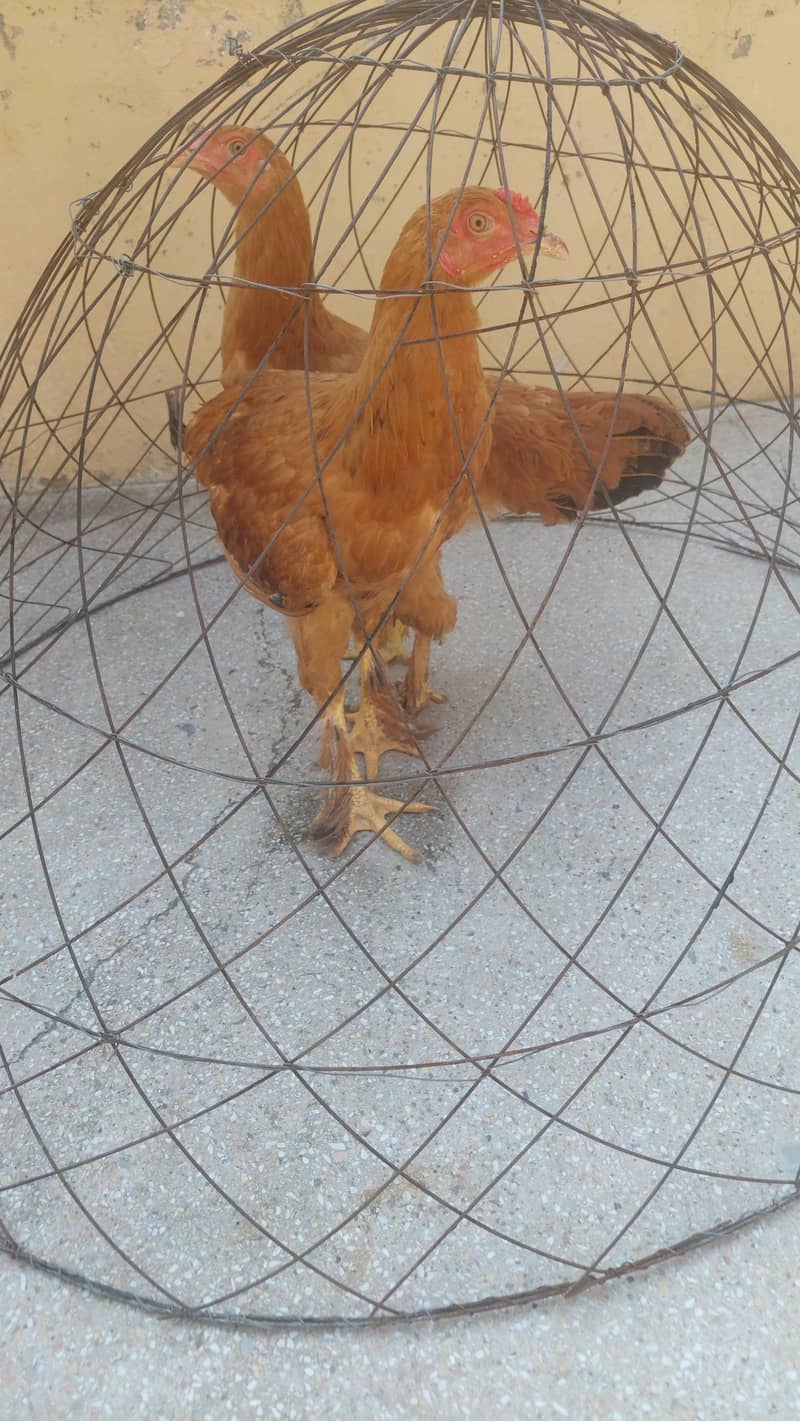 2 Golden Heavy Buff Chicks – 6 Months Old – Healthy & Beautiful 3