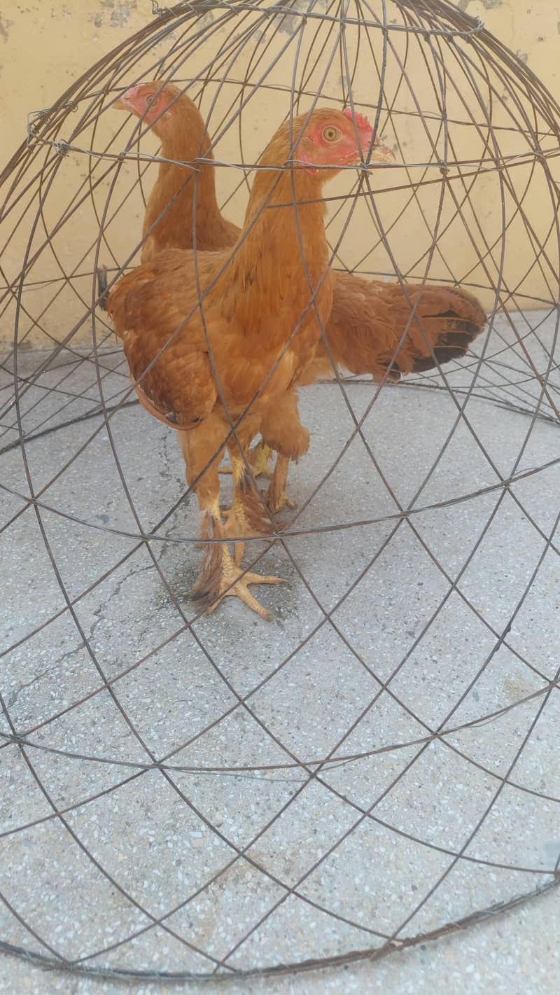 2 Golden Heavy Buff Chicks – 6 Months Old – Healthy & Beautiful 4
