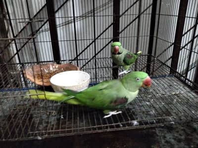 Raw  birds