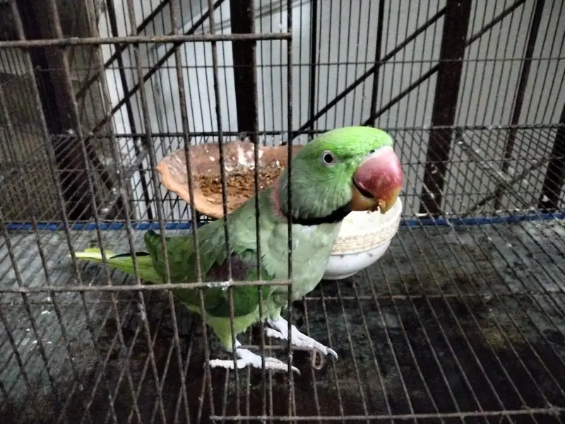 Raw  birds — photo 2