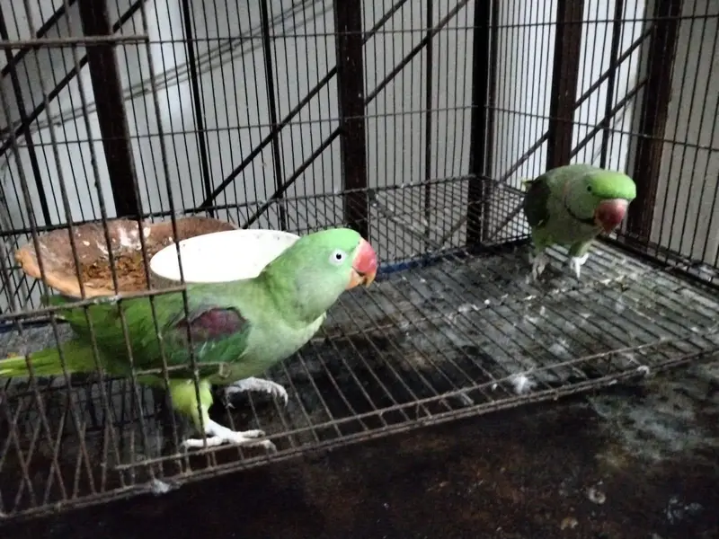 Raw  birds — photo 3