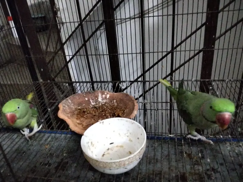 Raw  birds — photo 4