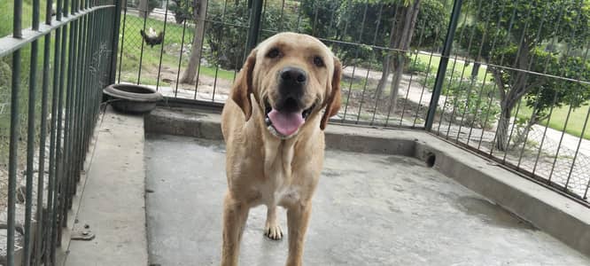 labrador
