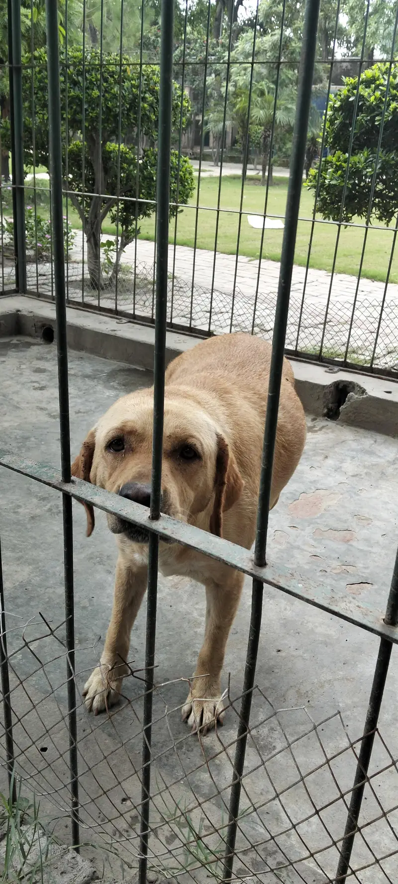 labrador — photo 2