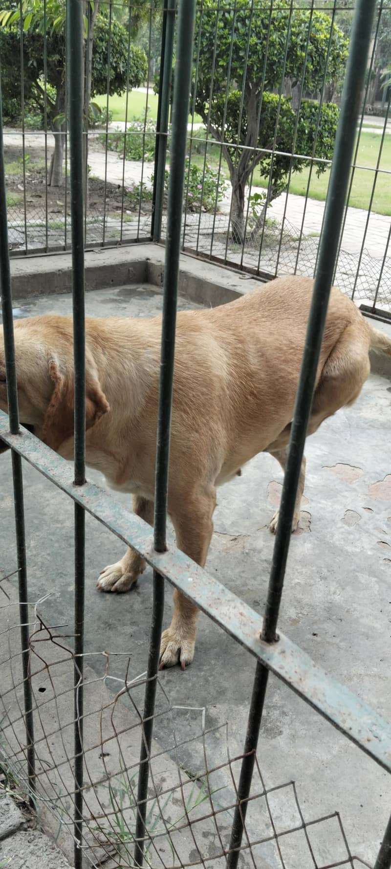 labrador 2