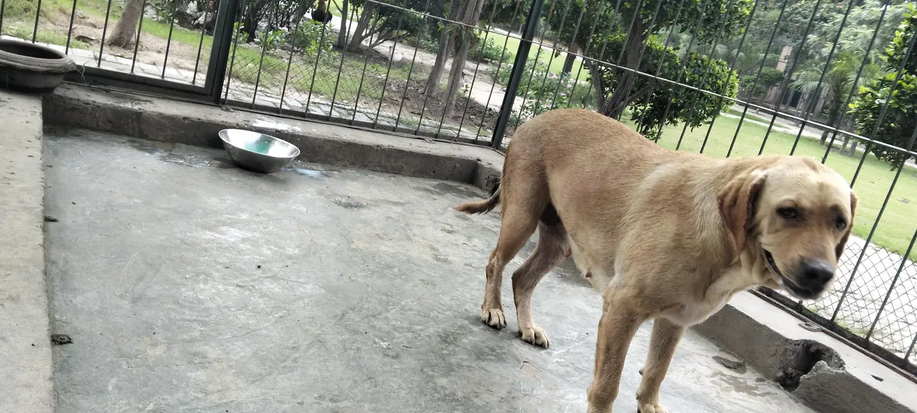 labrador — photo 4