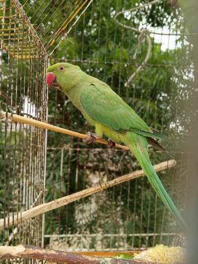 ringneck