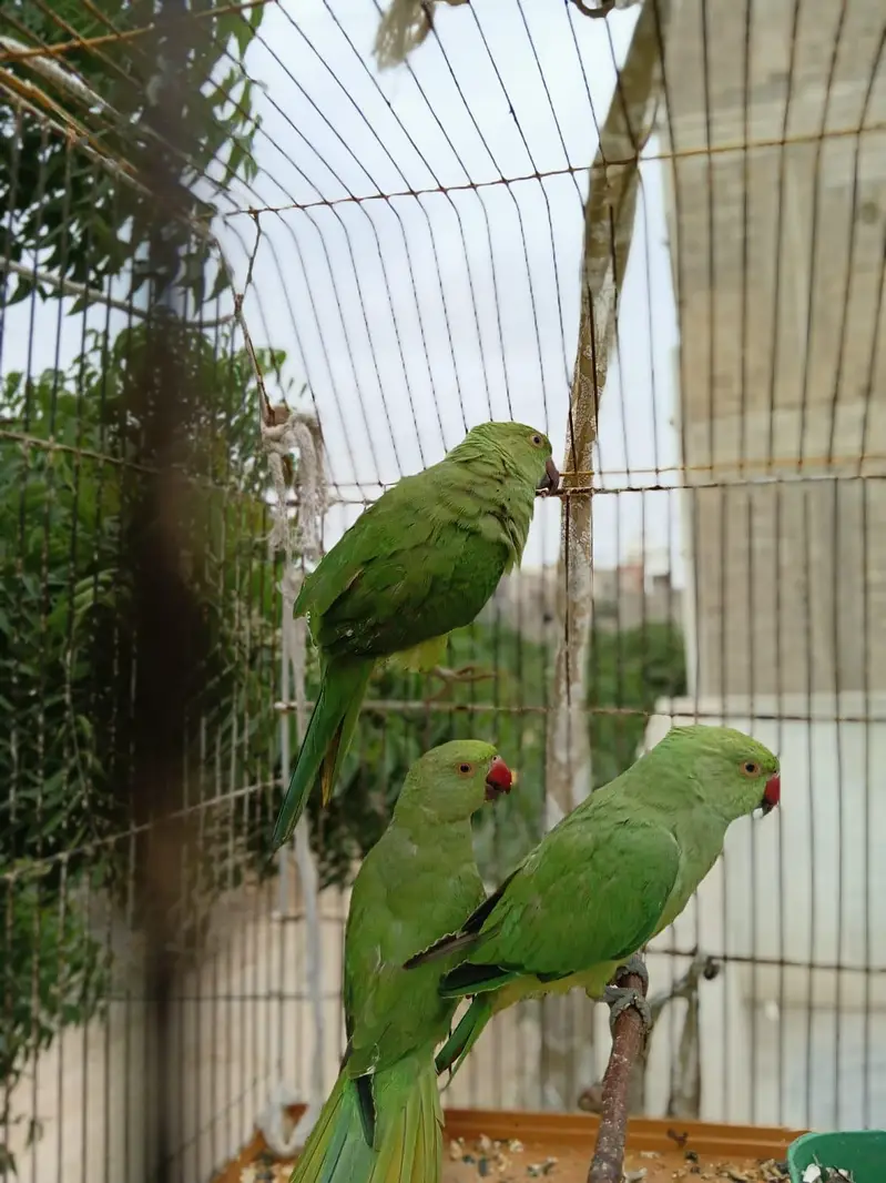 ringneck — photo 2