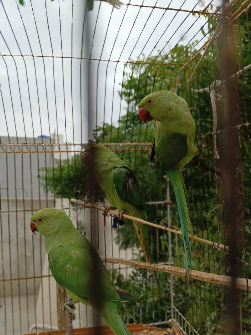 ringneck 2
