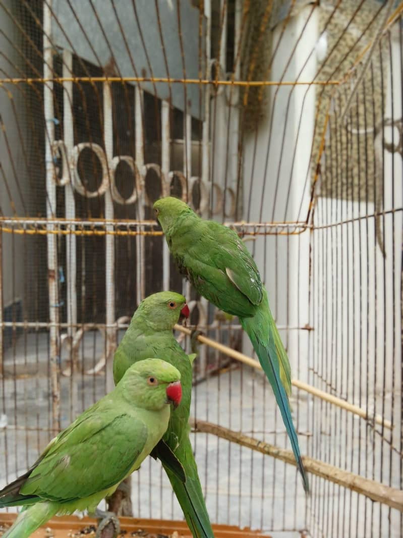 ringneck 3