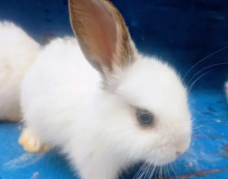 Rabbits Bunnies Beautiful Sale in Islamabad — photo 2
