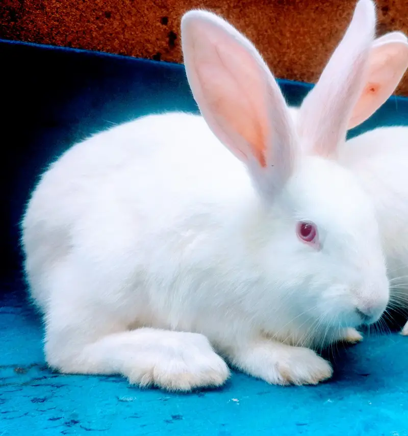 Rabbits Bunnies Beautiful Sale in Islamabad — photo 3