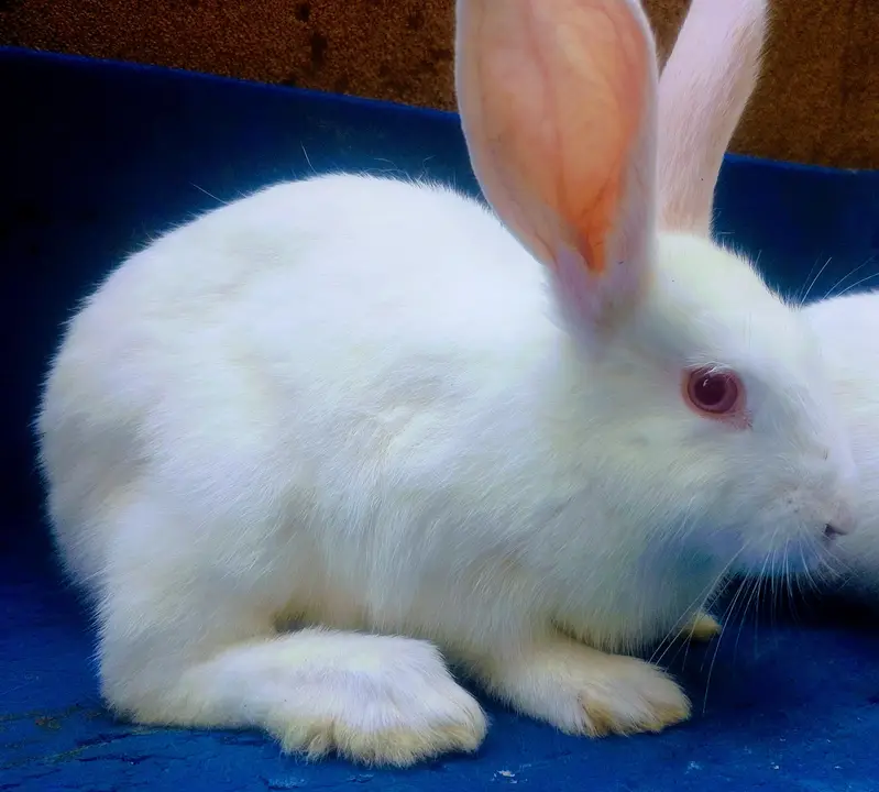 Rabbits Bunnies Beautiful Sale in Islamabad — photo 4