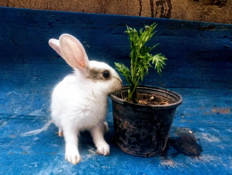 Rabbits Bunnies Beautiful Sale in Islamabad — photo 5