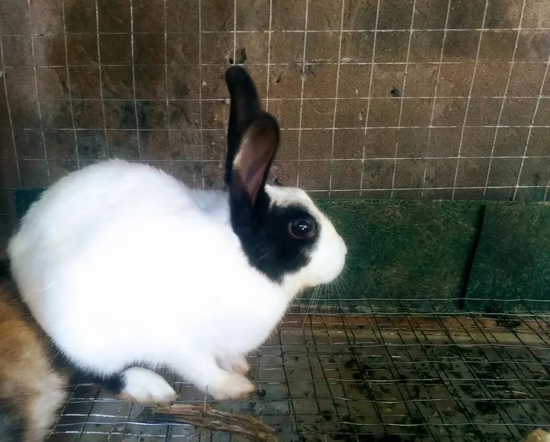 Rabbits Bunnies Beautiful Sale in Islamabad — photo 6