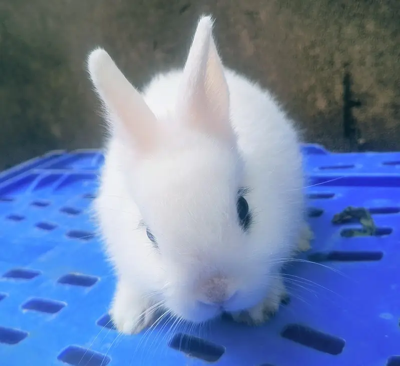 Rabbits Bunnies Beautiful Sale in Islamabad — photo 7