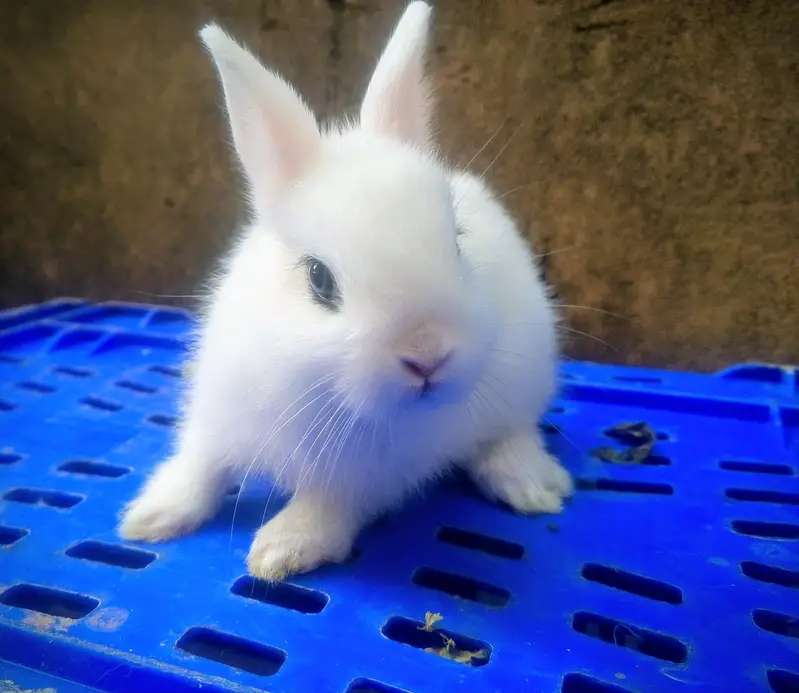 Rabbits Bunnies Beautiful Sale in Islamabad — photo 8