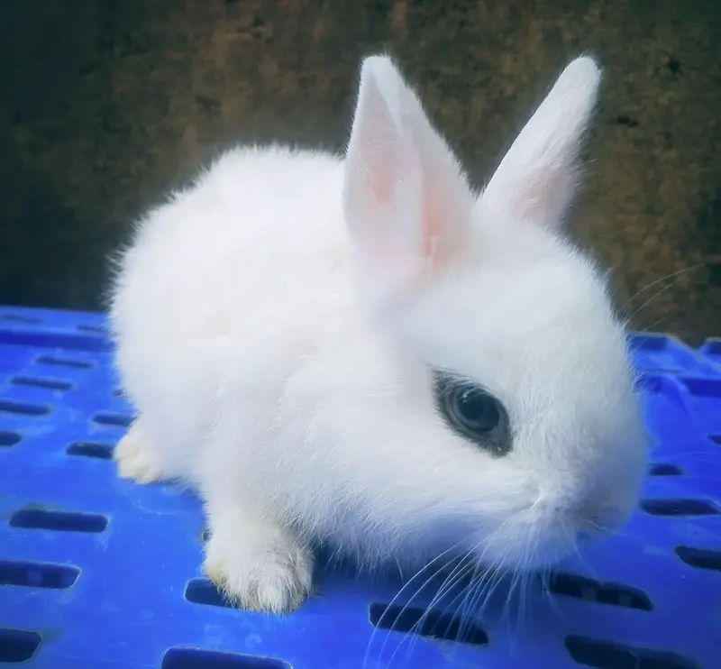 Rabbits Bunnies Beautiful Sale in Islamabad — photo 9