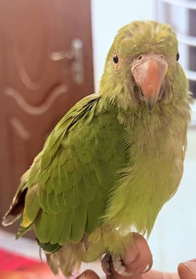 Green RingNeck