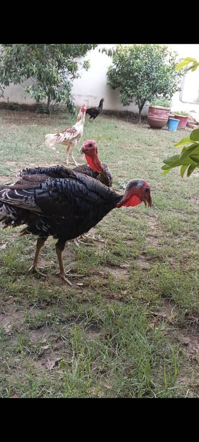 turkey birds
