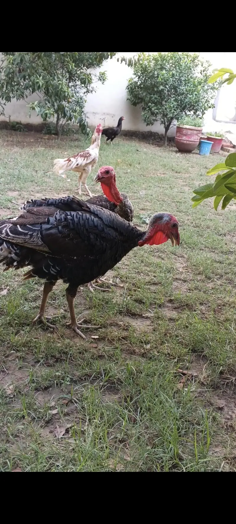 turkey birds
