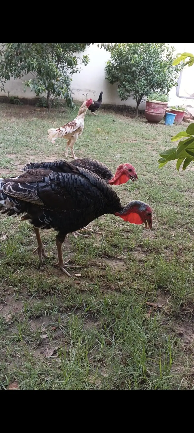 turkey birds — photo 2