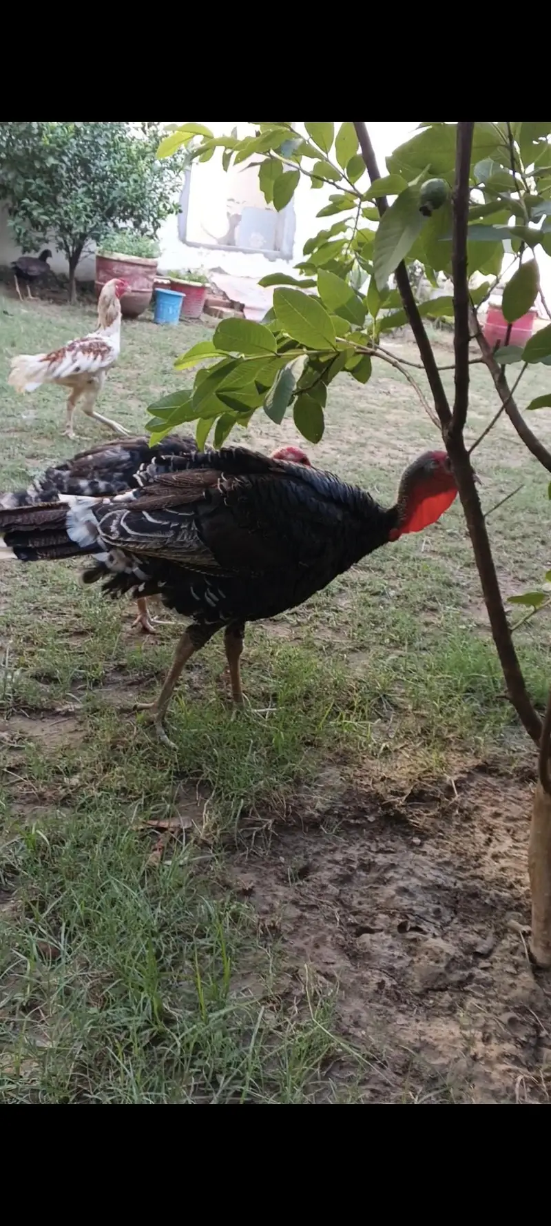 turkey birds — photo 3