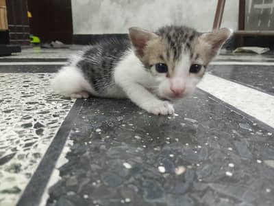 turkish angora